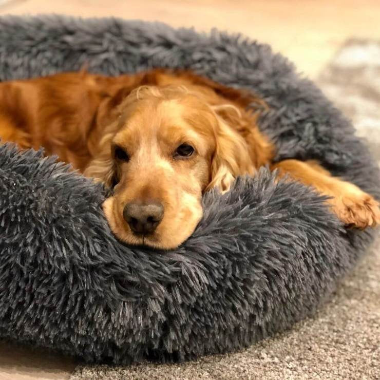 Calming Dog Bed with Removable Cover